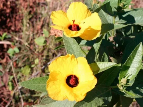 Hibiscus divaricatus