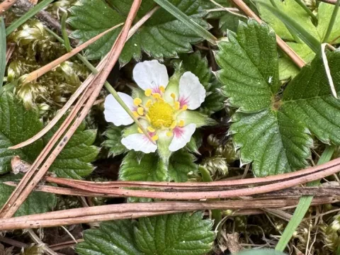 Nilgiri strawberry