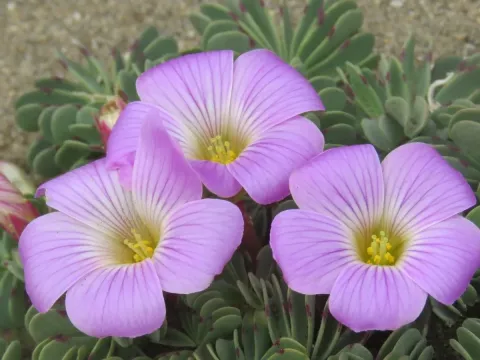 Chilean oxalis