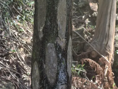 Sphaeropteris cooperi