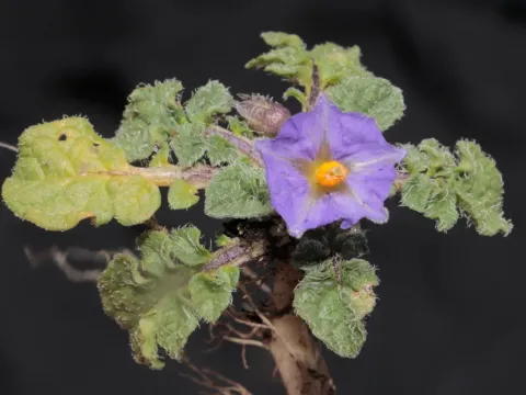 Solanum acaule