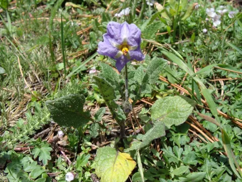 Solanum demissum