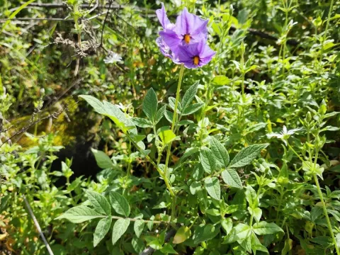 Solanum medians
