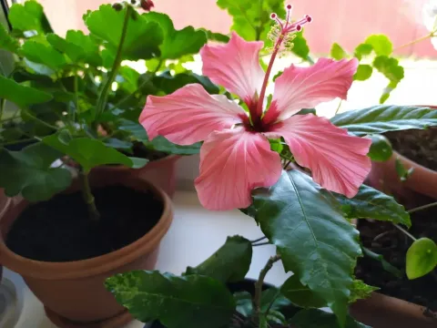 China rose