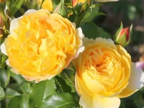 Hybrid rose