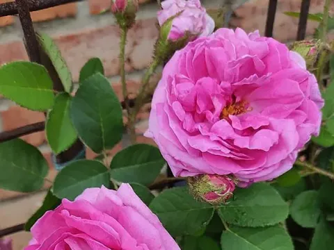 Роза моховая