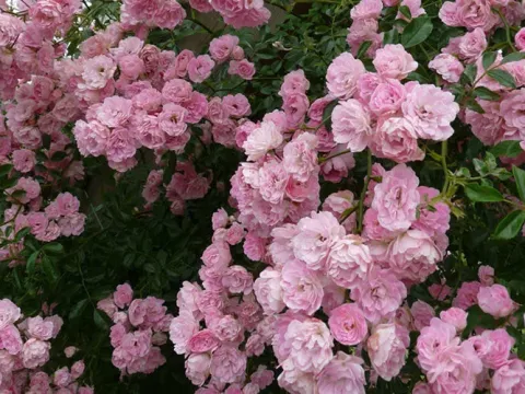 Rambler rose