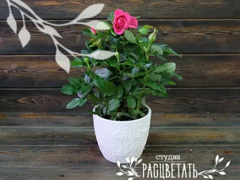 Patio rose