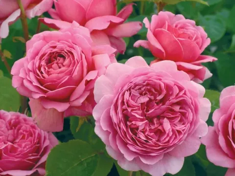 English rose