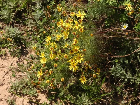 Narrow-lobed ragwort