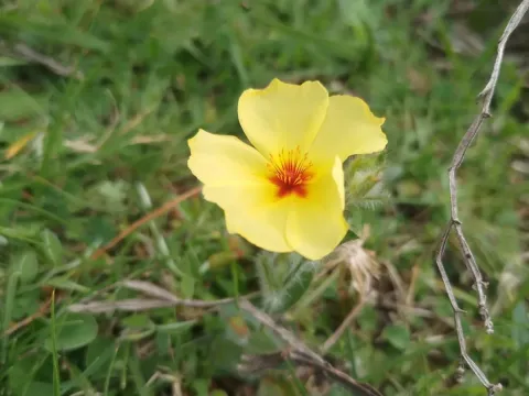 Halimium brasiliense