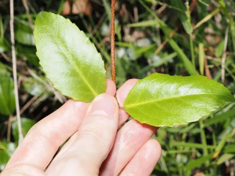Aphanopetalum