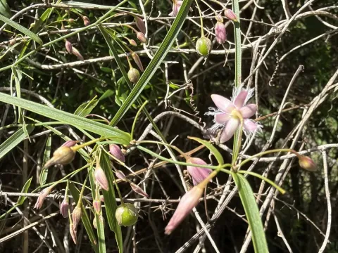 Wombat berry