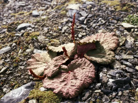 Rheum spiciforme