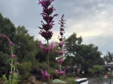 Anise Hyssop