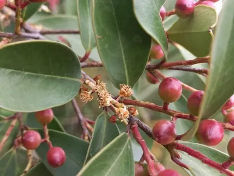Brazilian cherry
