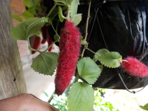 Strawberry Firetails
