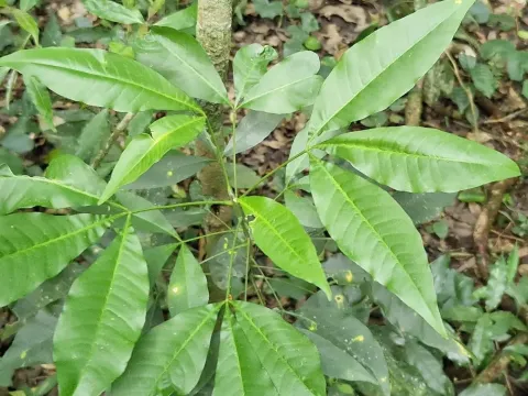 Balfourodendron