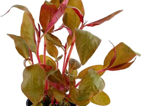 Alternanthera cardinalis