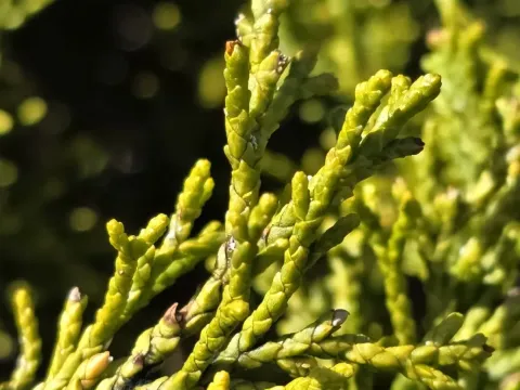 Halocarpus bidwillii