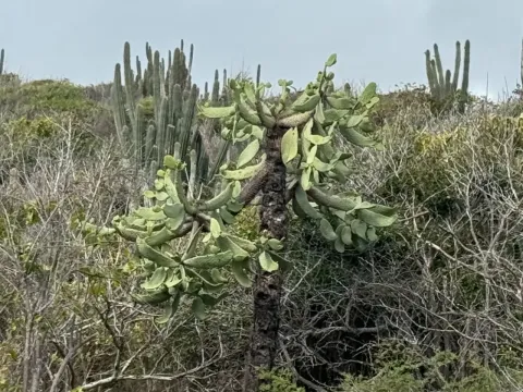 Consolea spinosissima
