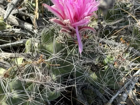 Coryphantha macromeris