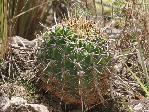 Golden Echinopsis