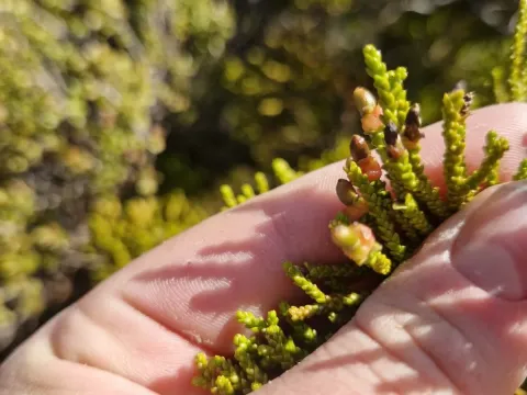 Dacrydium intermedium
