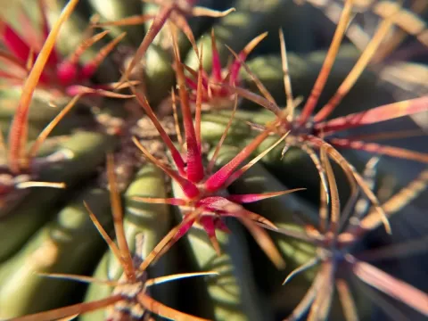 Ferocactus acanthodes