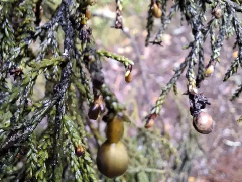 Dacrycarpus