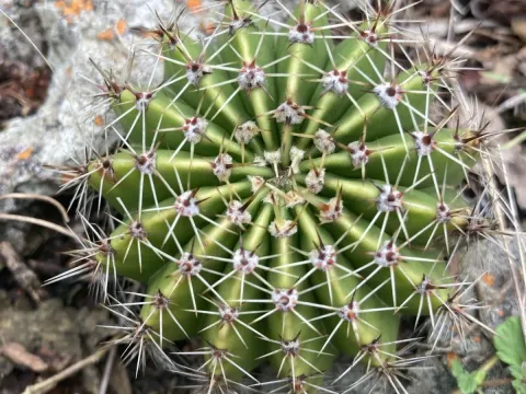 Echinopsis eyriesii