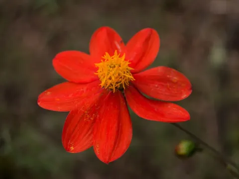 Жоржина