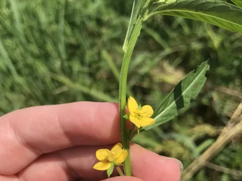 Ludwigia epilobioides