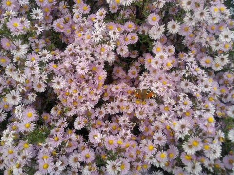 New York aster