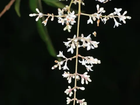 Robust privet