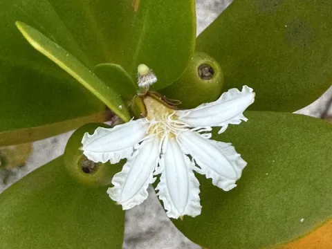 Scaevola plumieri