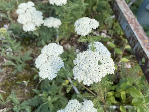 Achillea crithmifolia