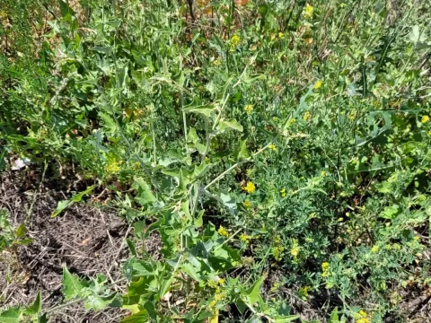Atriplex aucheri