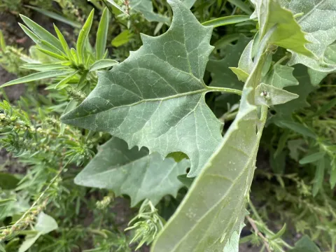 Atriplex micrantha
