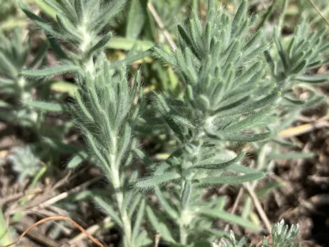 Bassia sedoides