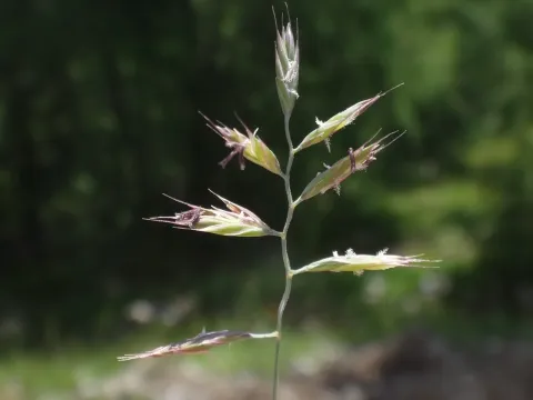 Mountain fescue