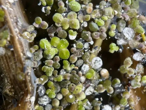Lemna turionifera