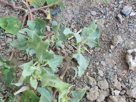 Siberian orach