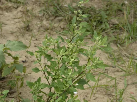 Maple-leaved goosefoot