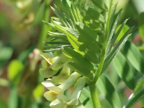 Vicia ciliatula