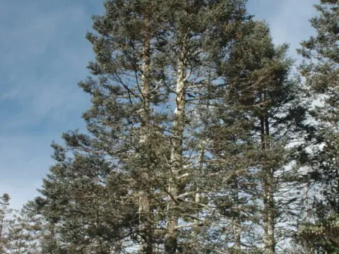 Пихта Вехара