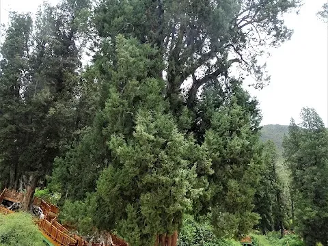 Giant cypress