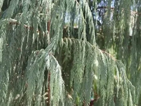 Himalayan cypress