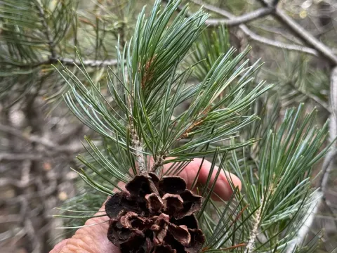 Border pinyon