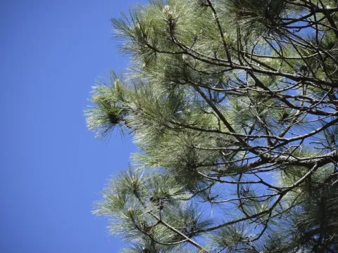 Durango pine